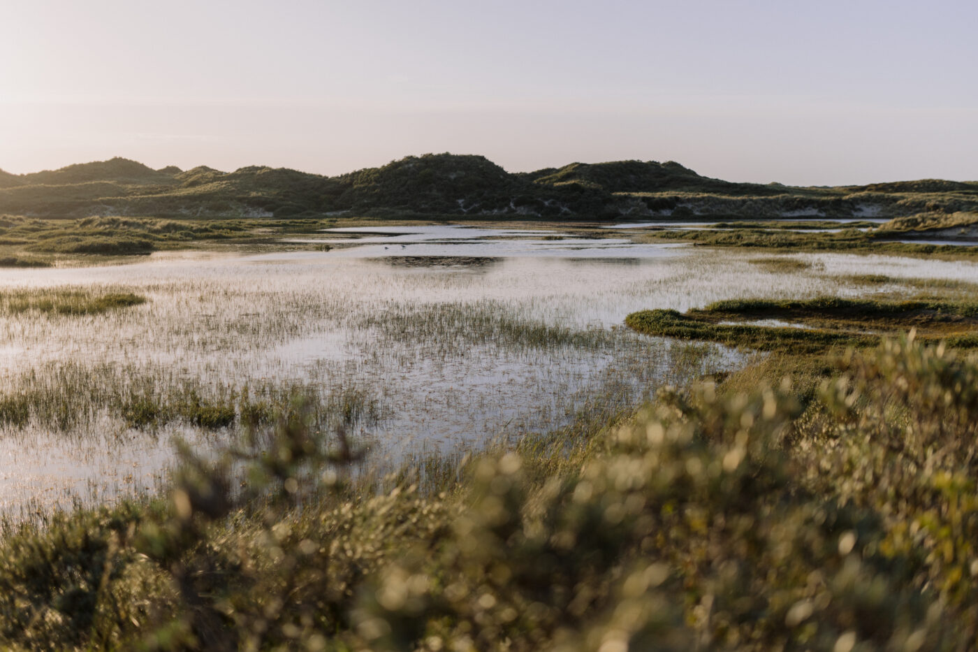 Natuurgebied de Noordsvaarder, ondergelopen duinen waarin meeuwen op het water dobberen.